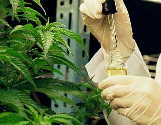 Principles of medical cannabis production